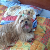 Photo de Shih tzu