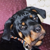 Photo de Rottweiler