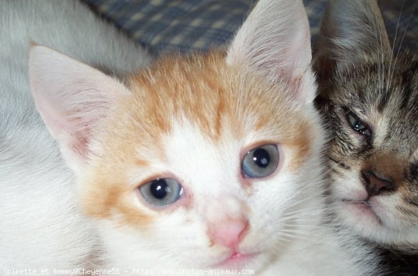 Photo de Chat domestique