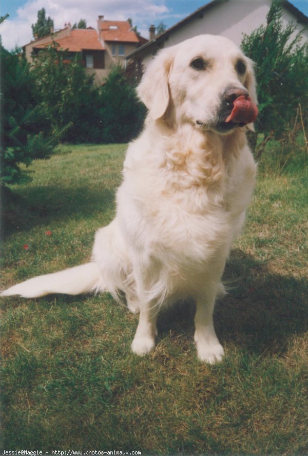 Photo de Golden retriever