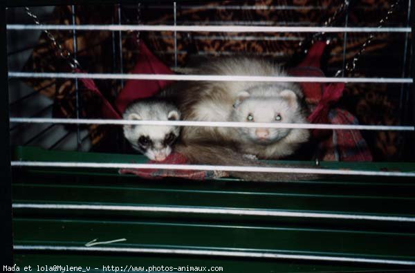 Photo de Furet