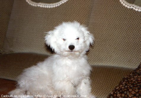 Photo de Bichon  poil fris