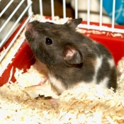 Photo de Hamster