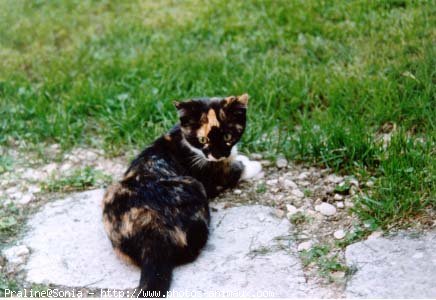 Photo de Chat domestique