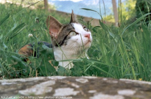 Photo de Chat domestique