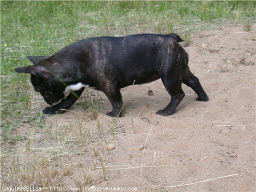 Photo de Bouledogue franais