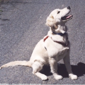 Photo de Golden retriever