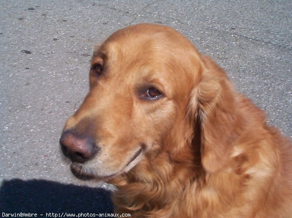 Photo de Golden retriever