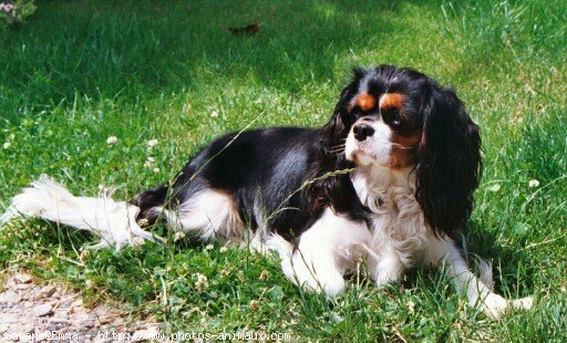 Photo de Cavalier king charles spaniel