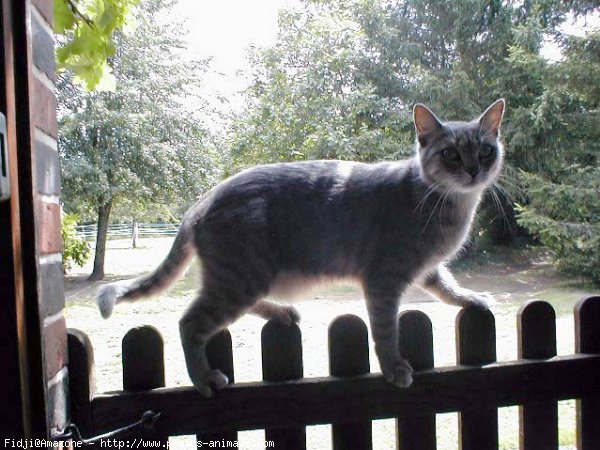 Photo de Chat domestique