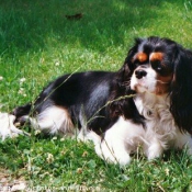 Photo de Cavalier king charles spaniel