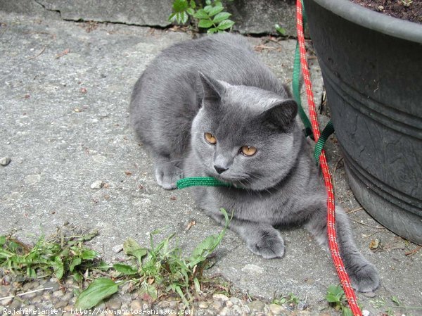 Photo de Chartreux