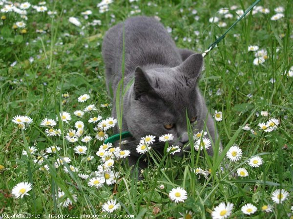 Photo de Chartreux