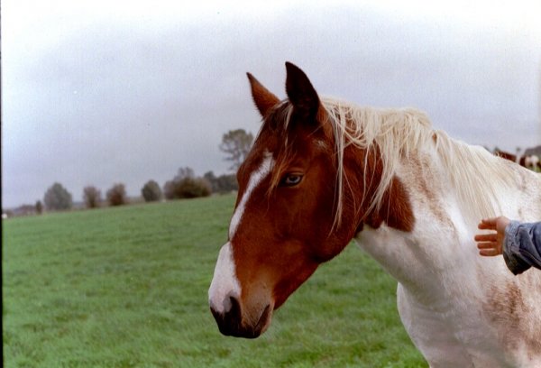 Photo de Quarter horse