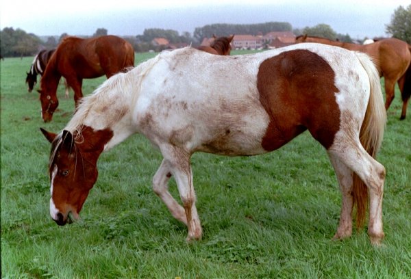 Photo de Quarter horse