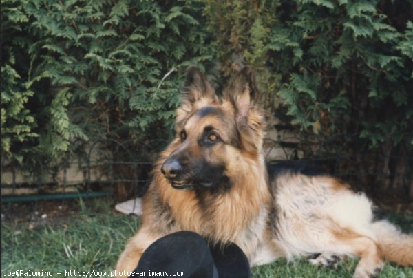 Photo de Berger allemand  poil court