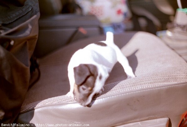 Photo de Jack russell terrier