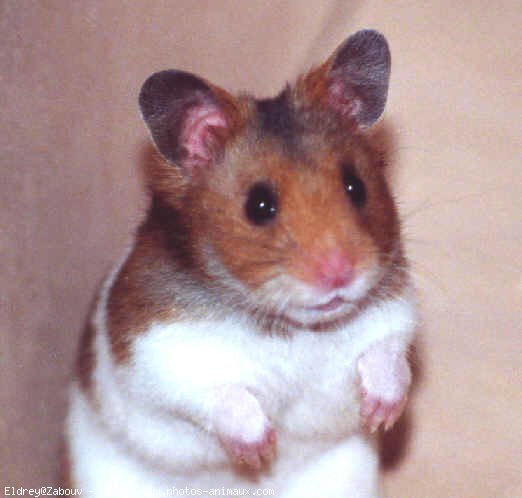 Photo de Hamster