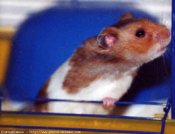 Photo de Hamster