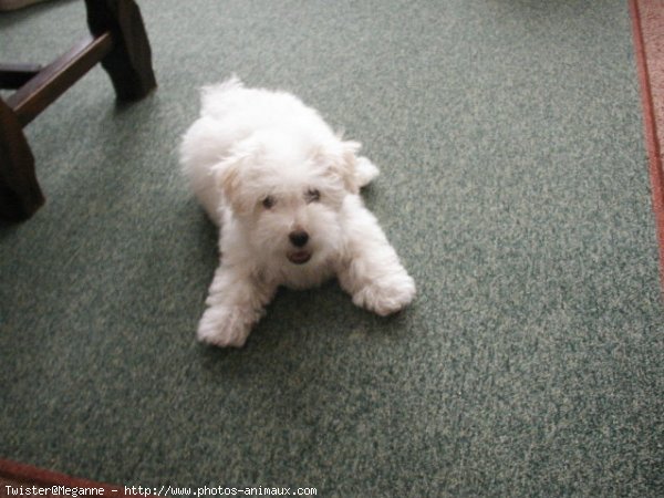 Photo de Coton de tulear