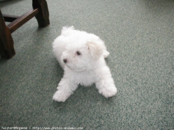 Photo de Coton de tulear