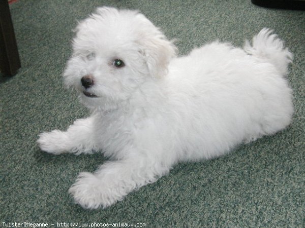 Photo de Coton de tulear