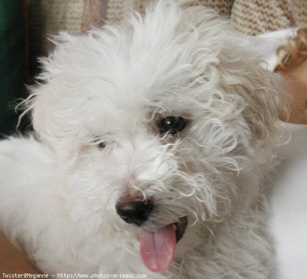 Photo de Coton de tulear