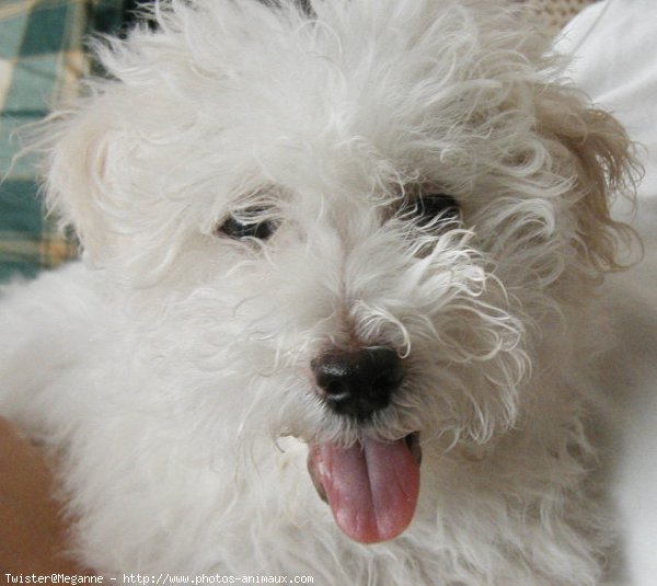 Photo de Coton de tulear