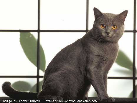 Photo de Chartreux