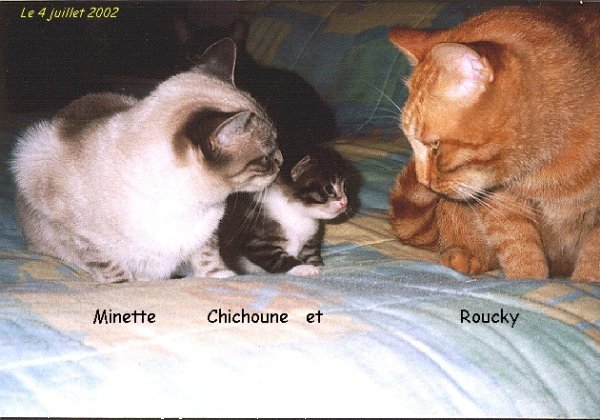 Photo de Chat domestique