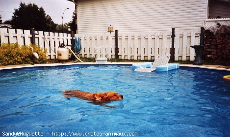 Photo de Golden retriever