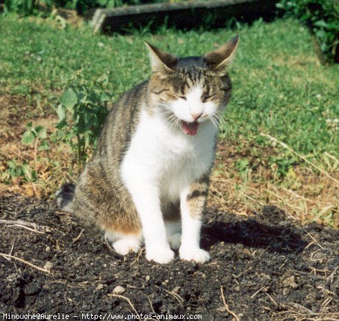 Photo de Chat domestique