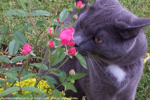 Photo de Chartreux