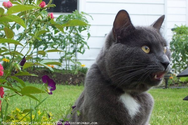 Photo de Chartreux