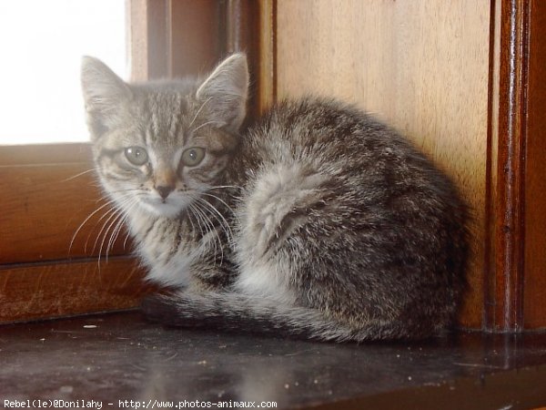 Photo de Chat domestique