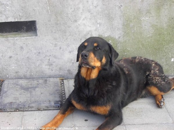 Photo de Rottweiler