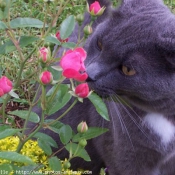 Photo de Chartreux