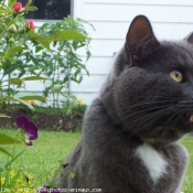 Photo de Chartreux