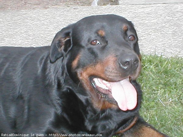 Photo de Rottweiler