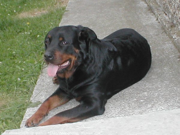 Photo de Rottweiler