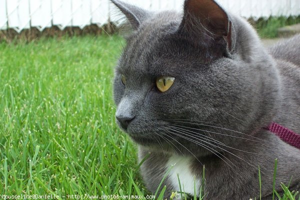 Photo de Chartreux