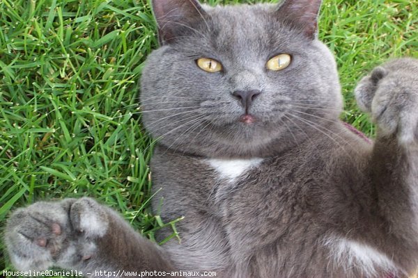 Photo de Chartreux