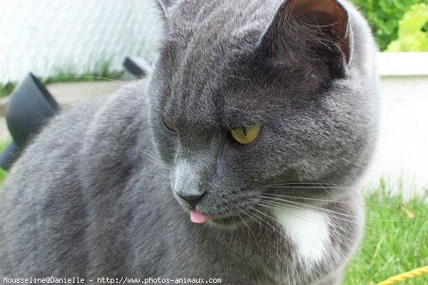 Photo de Chartreux