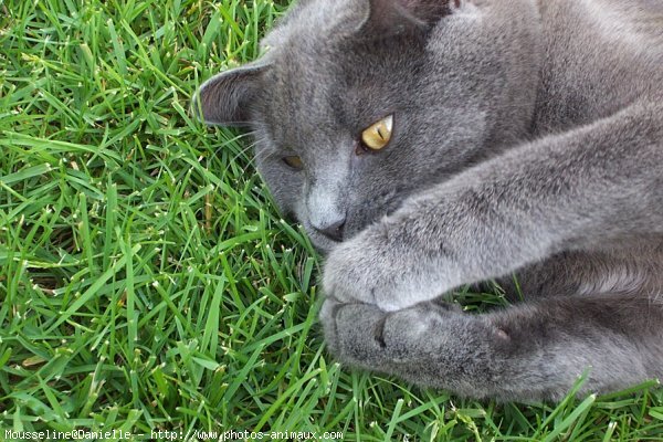 Photo de Chartreux