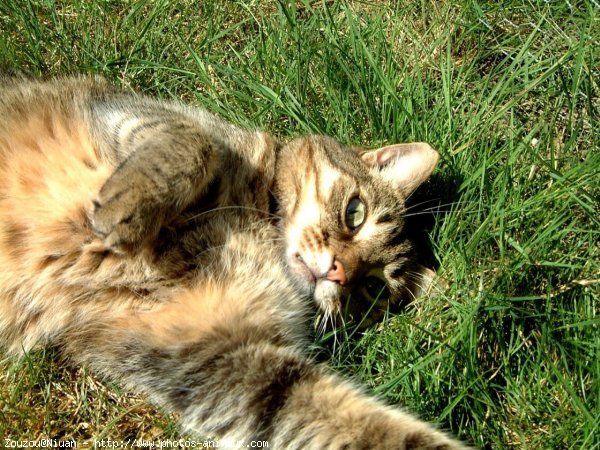 Photo de Chat domestique