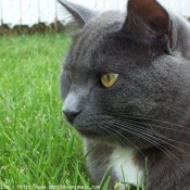 Photo de Chartreux