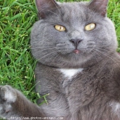 Photo de Chartreux