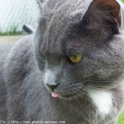 Photo de Chartreux