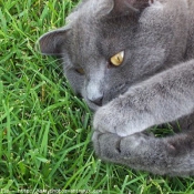 Photo de Chartreux