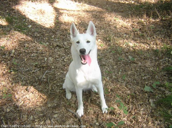 Photo de Berger blanc suisse